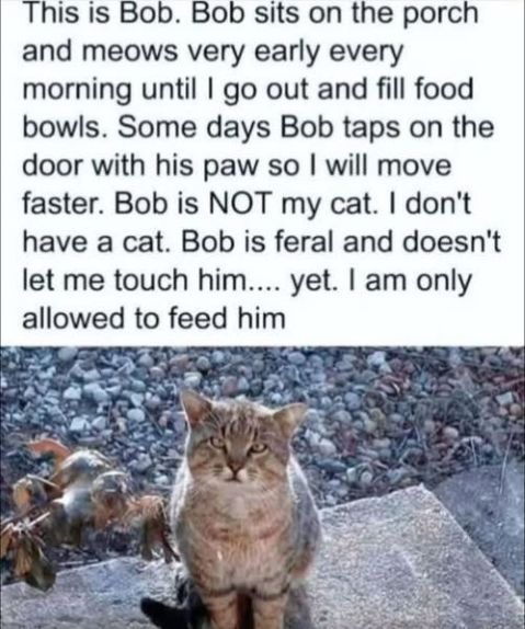 bob the feral cat.jpg